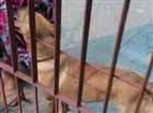 Cachorro raça  idade 1 ano nome Lulu