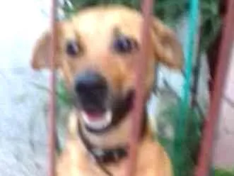 Cachorro ra a  idade 1 ano nome Lady