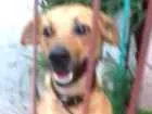 Cachorro raça  idade 1 ano nome Lady