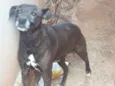 Negão 
