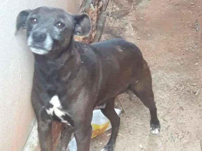 Cachorro ra a Vira lata  idade 3 anos nome Negão 