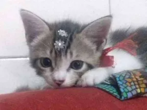 Gato raça Vira-lata idade Abaixo de 2 meses nome Perola e Diamante