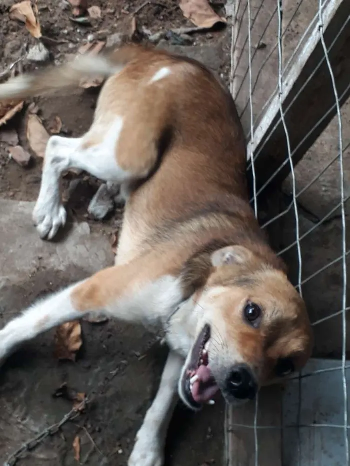 Cachorro ra a SRD idade 2 anos nome Marley