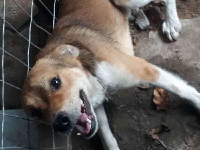 Cachorro ra a SRD idade 2 anos nome Marley