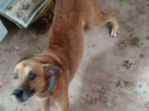 Cachorro raça Vira lata idade 6 ou mais anos nome Caramelo