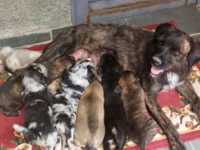 Cachorro ra a Vira Lata idade Abaixo de 2 meses nome Denguinhos  Filhotes