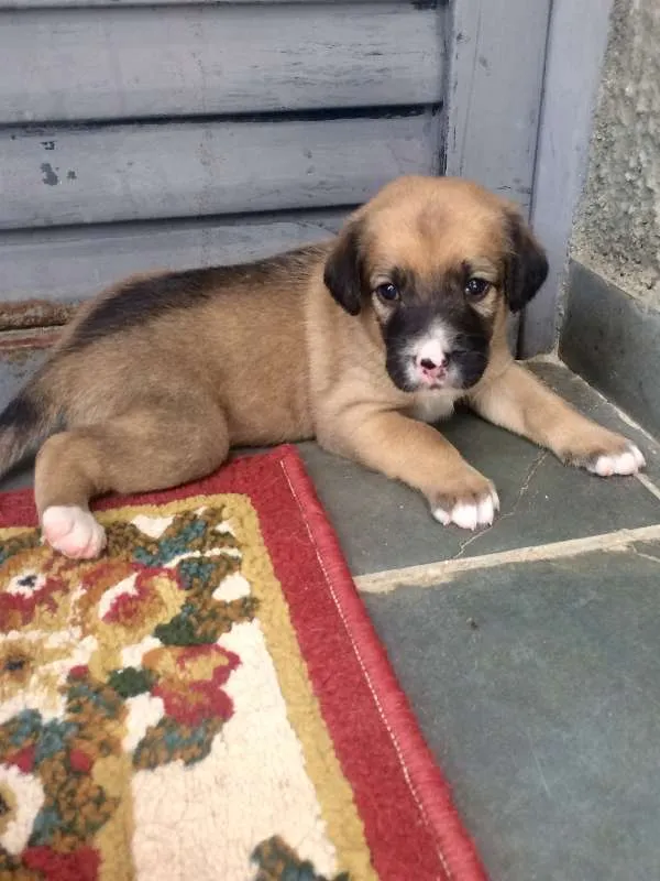 Cachorro ra a Vira Lata idade Abaixo de 2 meses nome Denguinhos  Filhotes