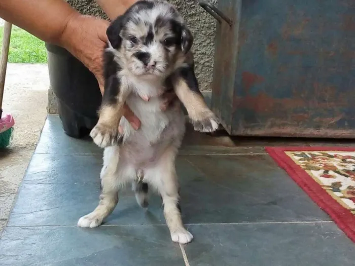 Cachorro ra a Vira Lata idade Abaixo de 2 meses nome Denguinhos  Filhotes