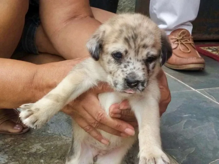 Cachorro ra a Vira Lata idade Abaixo de 2 meses nome Denguinhos  Filhotes