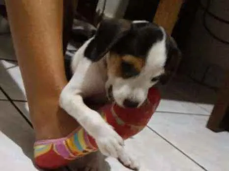 Cachorro raça Vira lata idade 2 a 6 meses nome S/N. Sem nome