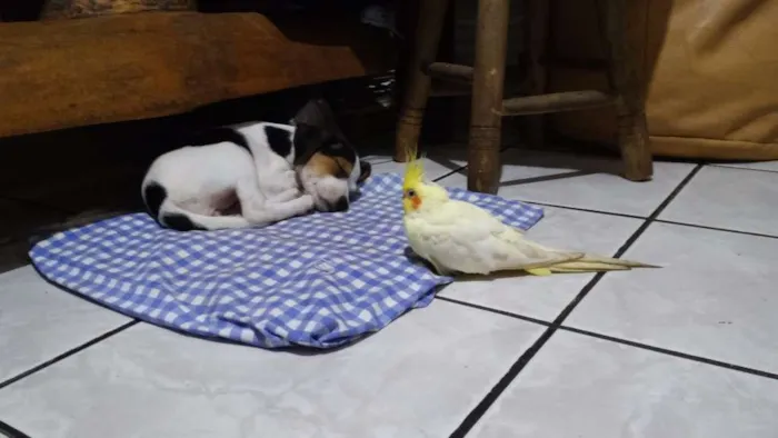 Cachorro raça Vira lata idade 2 a 6 meses nome S/N. Sem nome