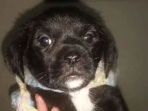 Cachorro raça Shitzu com srd  idade Abaixo de 2 meses nome Wendy
