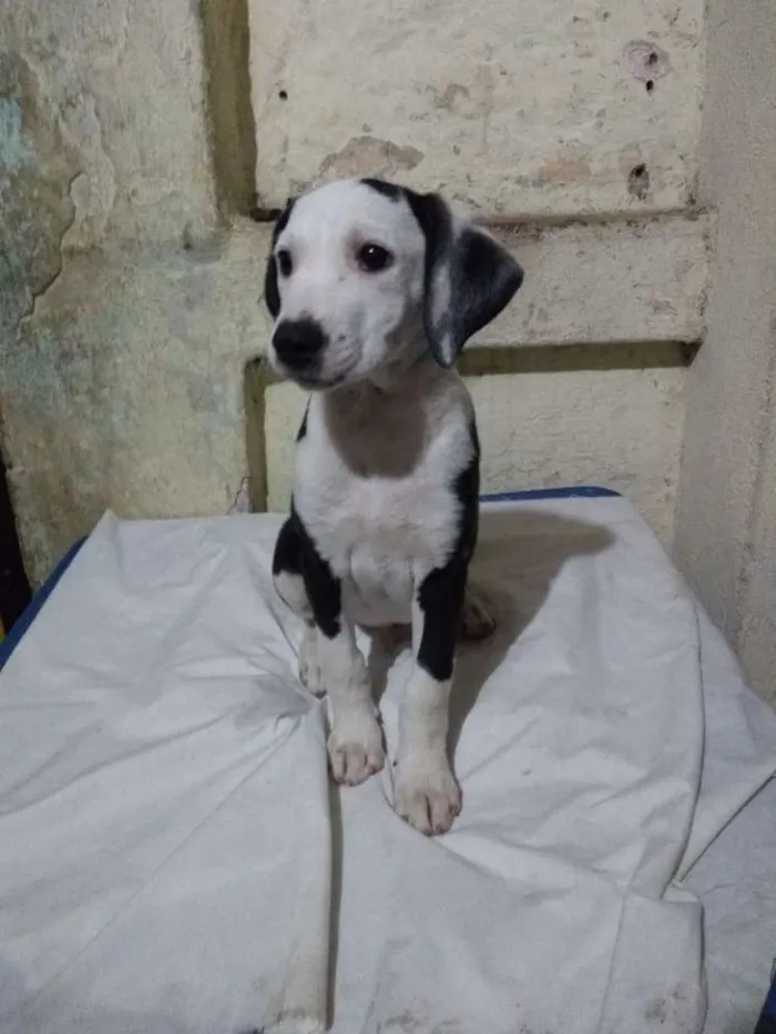 Cachorro ra a Srd idade 2 a 6 meses nome Lua e sol 