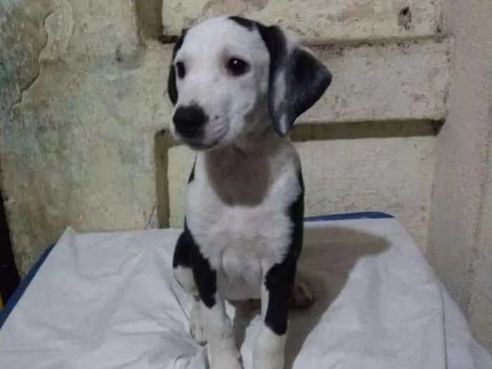 Cachorro ra a Srd idade 2 a 6 meses nome Lua e sol 
