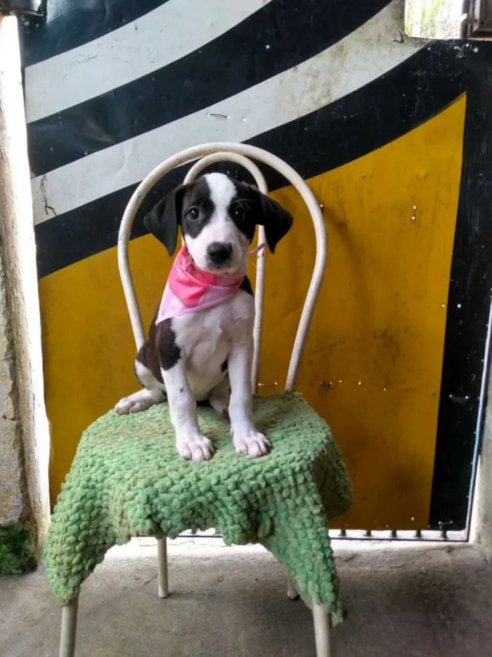 Cachorro ra a Srd idade 2 a 6 meses nome Lua e sol 
