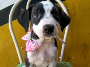 Cachorro raça Srd idade 2 a 6 meses nome Lua e sol 