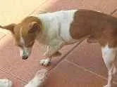 Cachorro raça Pinscher idade 6 ou mais anos nome pit