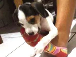 Cachorro raça Vira lata idade 2 a 6 meses nome S/N. Sem nome