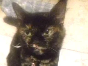 Gato raça Viralata idade 2 anos nome Pantera