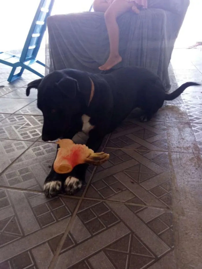 Cachorro ra a Por bull tradicional  idade 2 anos nome Ozzy