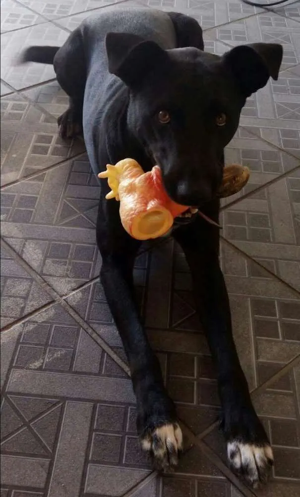 Cachorro ra a Por bull tradicional  idade 2 anos nome Ozzy