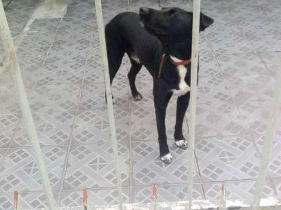 Cachorro ra a Por bull tradicional  idade 2 anos nome Ozzy