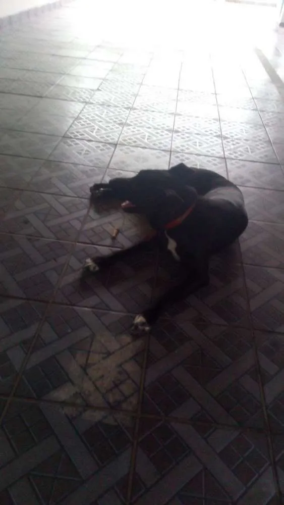 Cachorro ra a Por bull tradicional  idade 2 anos nome Ozzy