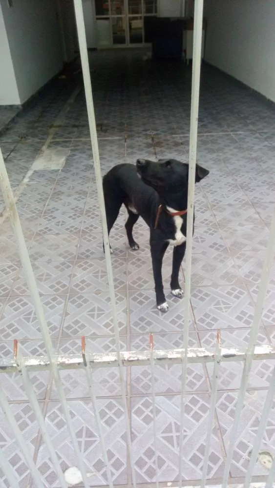 Cachorro ra a Por bull tradicional  idade 2 anos nome Ozzy