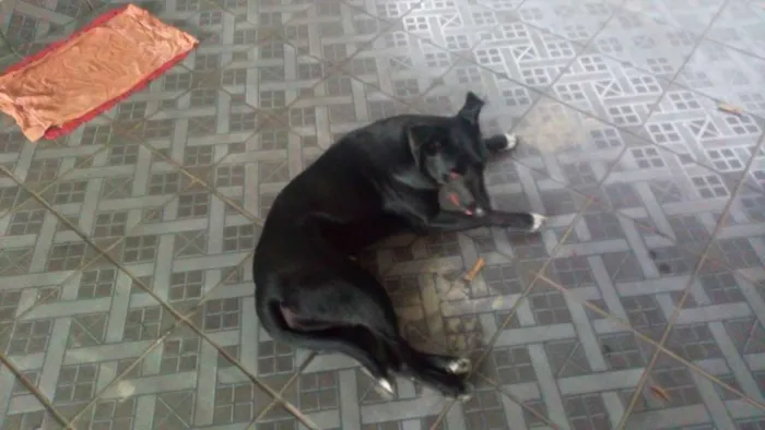 Cachorro ra a Por bull tradicional  idade 2 anos nome Ozzy
