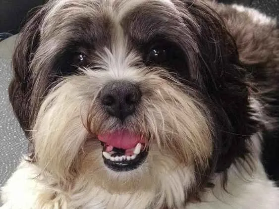 Cachorro ra a Lhasa Apso idade 4 anos nome Sheike 