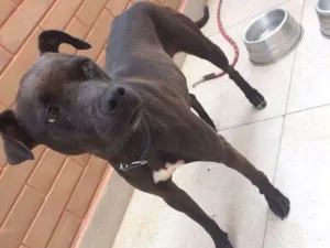 Cachorro raça Vira lata com pitbull  idade 3 anos nome Luna