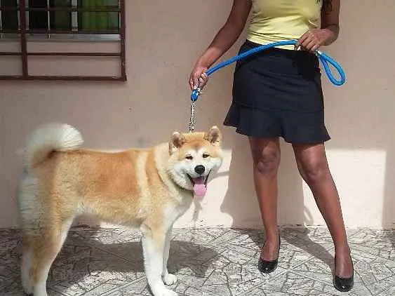 Cachorro ra a Akita idade 1 ano nome Sansão