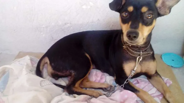 Cachorro raça Vira lata idade 2 anos nome Talita