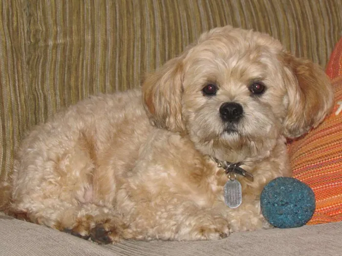Cachorro raça Lhasa Apso idade 6 ou mais anos nome Bento