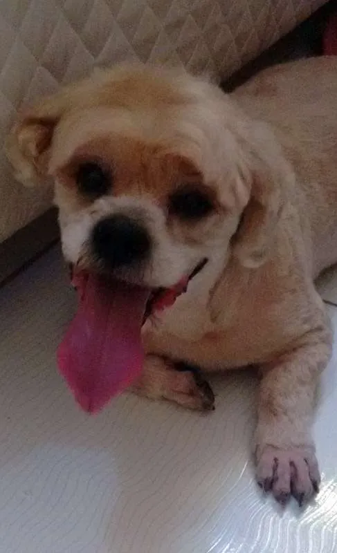 Cachorro raça Lhasa Apso idade 6 ou mais anos nome Bento