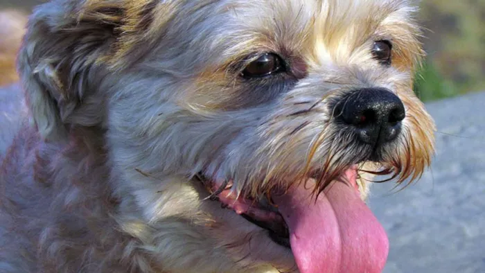 Cachorro raça Lhasa Apso idade 6 ou mais anos nome Bento