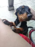 rex