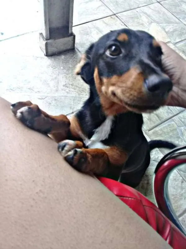 Cachorro ra a cofap com vira lata idade 7 a 11 meses nome rex