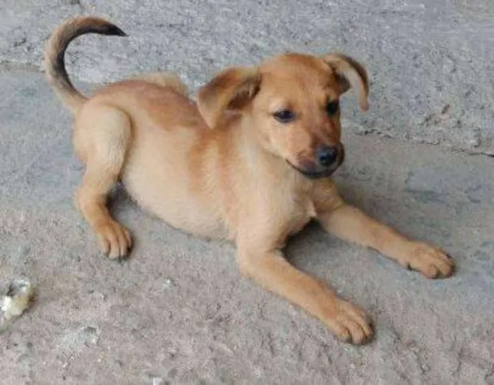 Cachorro raça SRD idade 2 a 6 meses nome Bento