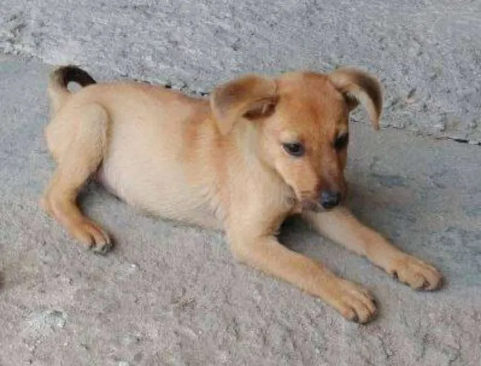 Cachorro raça SRD idade 2 a 6 meses nome Bento