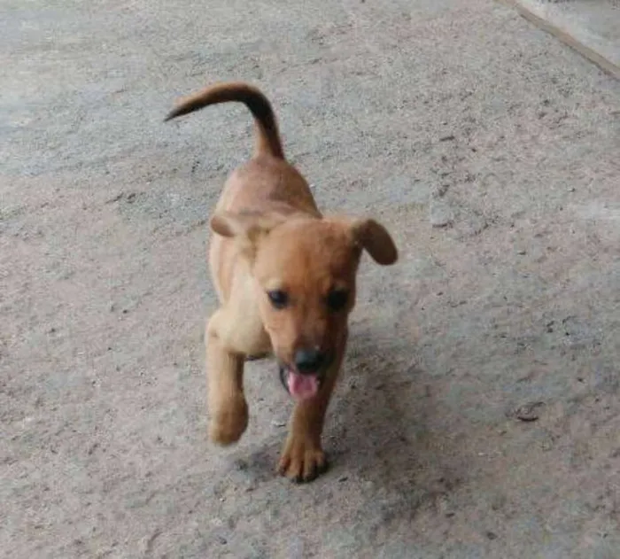 Cachorro raça SRD idade 2 a 6 meses nome Bento