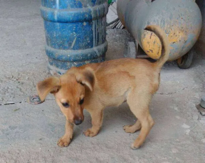 Cachorro raça SRD idade 2 a 6 meses nome Bento