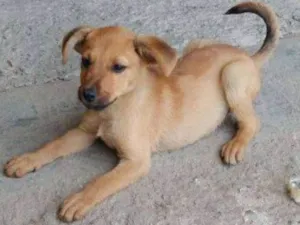 Cachorro raça SRD idade 2 a 6 meses nome Bento