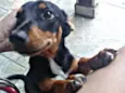 rex