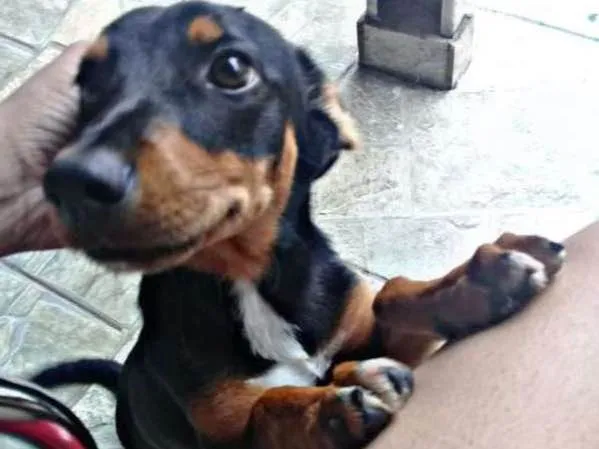 Cachorro ra a cofap com vira lata idade 7 a 11 meses nome rex