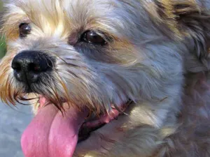 Cachorro raça Lhasa Apso idade 6 ou mais anos nome Bento