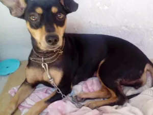 Cachorro raça Vira lata idade 2 anos nome Talita