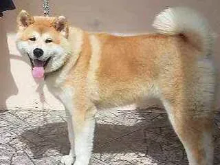 Cachorro ra a Akita idade 1 ano nome Sansão