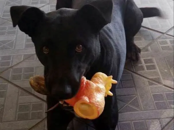 Cachorro ra a Por bull tradicional  idade 2 anos nome Ozzy
