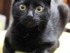 Gato raça  idade 7 a 11 meses nome Bia